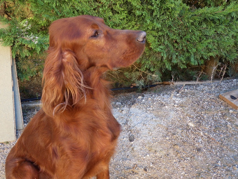 Harry du Bois d'Acacias